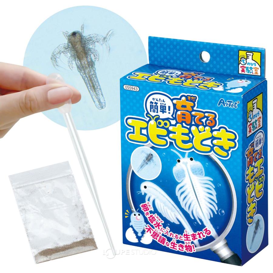 簡単 育てるエビモドキ 日本製 飼育セット ブラインシュリンプ