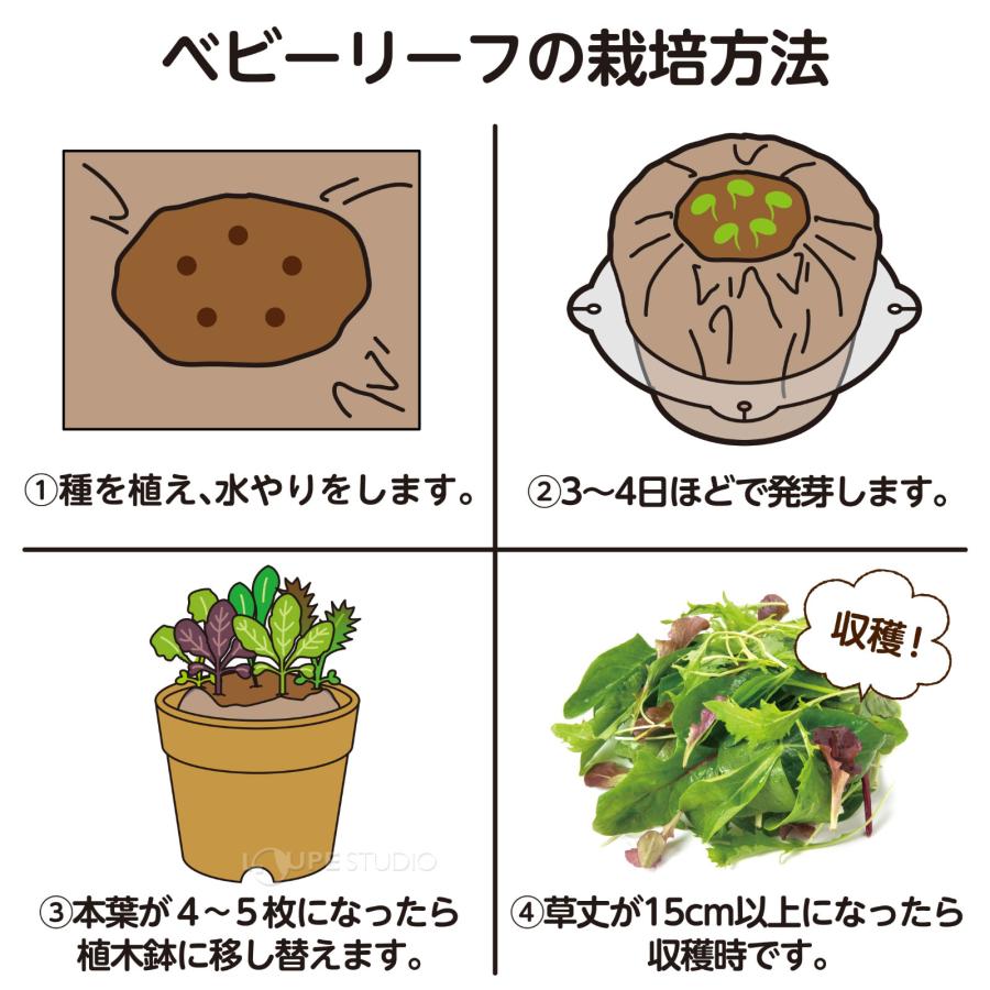 お家で楽しく栽培キット 野菜 栽培セット 子供 プレゼント 家庭菜園