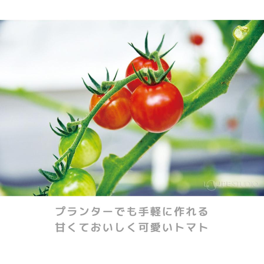 栽培キット 野菜 ミニトマト ミニファームおうちで育てる 栽培