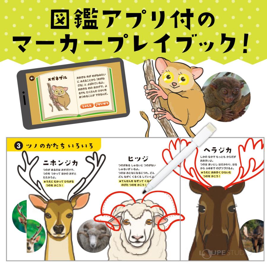 絵本 生き物図鑑 動物 お絵描き 消せる 知育玩具 幼児 子供 キッズ 