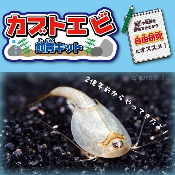カブトエビ飼育キット 実験セット 自由研究 小学生 キット 夏休み 高学年 観察 工作 Gin 142 ルーペスタジオ 通販 Yahoo ショッピング