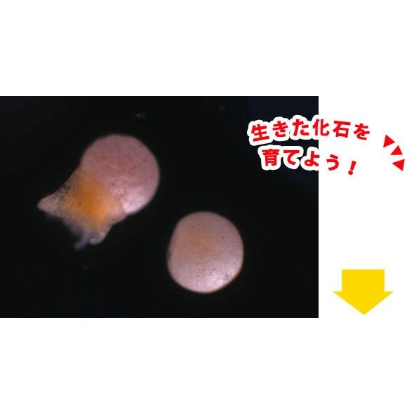 カブトエビ飼育キット 実験セット 自由研究 小学生 キット 夏休み 高学年 観察 工作 Gin 142 ルーペスタジオ 通販 Yahoo ショッピング
