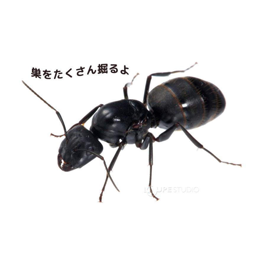 アリの巣 観察キット 子供 夏休み 自由研究 日本製 小学生 アリの巣 観察キット 子供 夏休み 自由研究 日本製 小学生