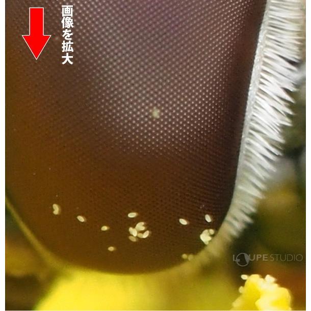 LAOWA 一眼レフ カメラ 交換レンズ 60mm F2.8 2倍 単焦点レンズ  