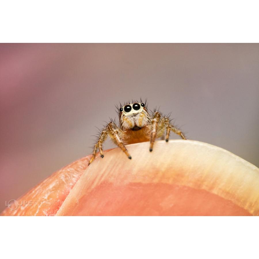 一眼レフ 交換レンズ LAOWA Mini 85mm F5.6 2X Ultra Macro APO 一眼レフ 交換レンズ LAOWA Mini 85mm F5.6 2X Ultra Macro APO