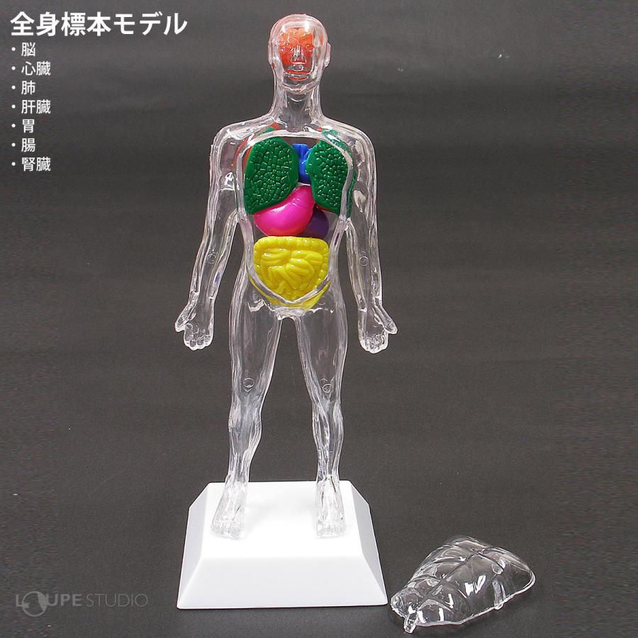 人体模型 全身 骨 内蔵 心臓 骨格 筋肉 おもちゃ 人体モデルキット 全身標本 小学生 体の仕組み 理科教材 室内｜loupe｜03