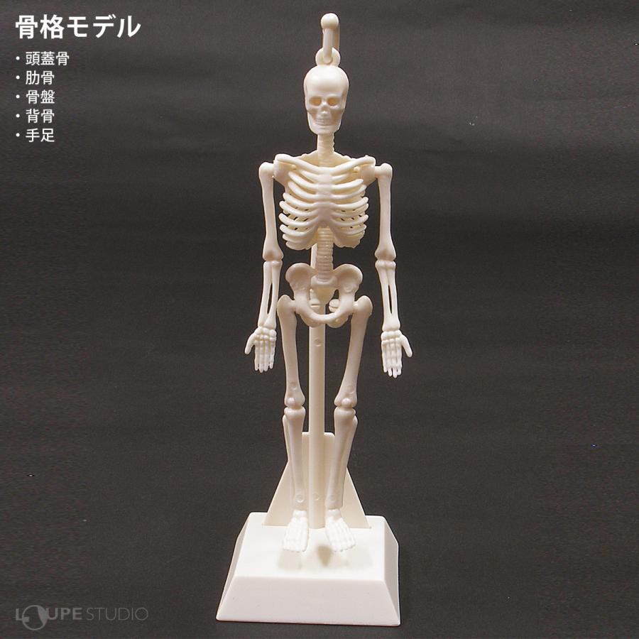 人体模型 全身 骨 内蔵 心臓 骨格 筋肉 おもちゃ 人体モデルキット 全身標本 小学生 体の仕組み 理科教材 室内｜loupe｜05