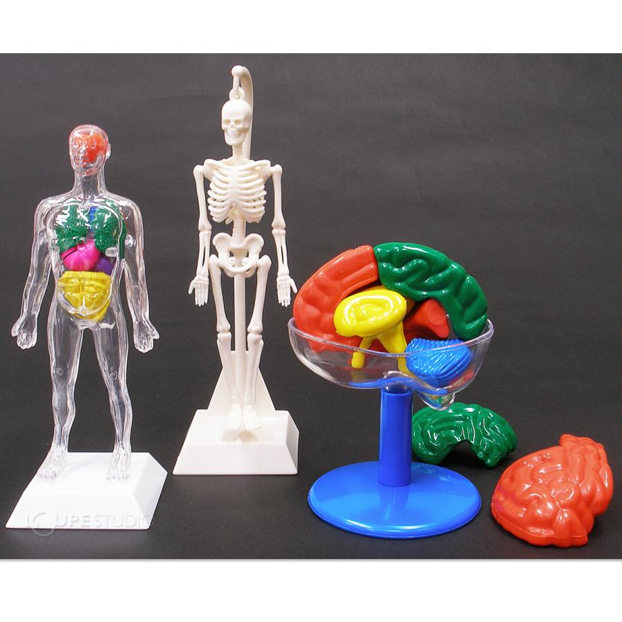 人体模型 全身 骨 内蔵 心臓 骨格 筋肉 おもちゃ 人体モデルキット 全身標本 小学生 体の仕組み 理科教材 室内｜loupe｜06