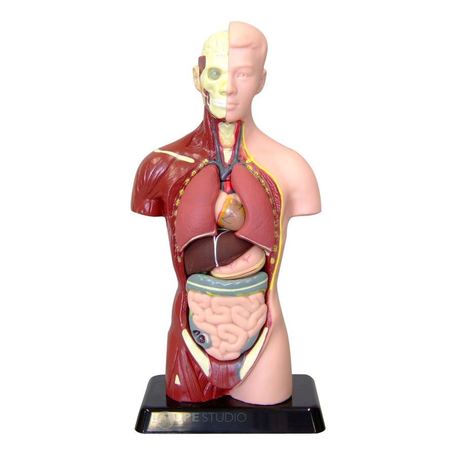 人体模型 27cm 筋肉 骨 内蔵 心臓 肺 胃 肝臓 腸 おもちゃ 人体モデル 全身 体の仕組み 理科 科学 教材 ミニ 室内 Snt 024 ルーペスタジオ 通販 Yahoo ショッピング