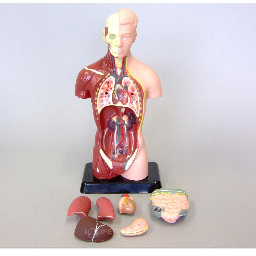 人体模型 27cm 筋肉 骨 内蔵 心臓 肺 胃 肝臓 腸 おもちゃ 人体モデル 全身 体の仕組み 理科 科学 教材 ミニ 室内 Snt 024 ルーペスタジオ 通販 Yahoo ショッピング