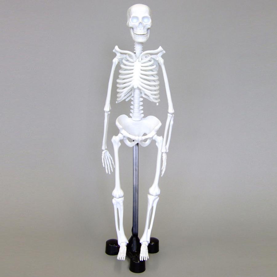 人体模型 全身 骨 46cm スタンド付き 骨格モデル おもちゃ ミニ 理科 科学 教材 小学生 全身標本 体の仕組み 室内 Snt 025 ルーペスタジオ 通販 Yahoo ショッピング