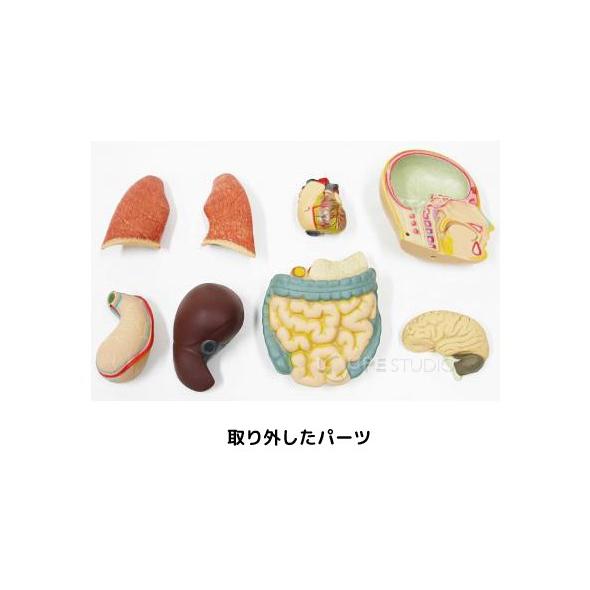 人体模型 全身 50cm 人体モデルキット ミニ おもちゃ 知育玩具 内蔵 頭部 脳 肺 心臓 ミニ 小学生 体の仕組み 理科 科学 学校教材 自由研 Snt 049 ルーペスタジオ 通販 Yahoo ショッピング