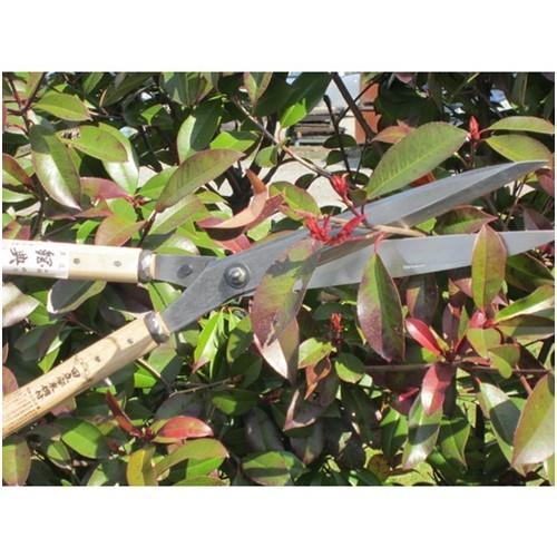 鋼典 刈込鋏 安来鋼付ネジ式トメ付 1尺樫 和釘打桂コブ柄 [A-71] A71 販売単位：1 送料無料_6