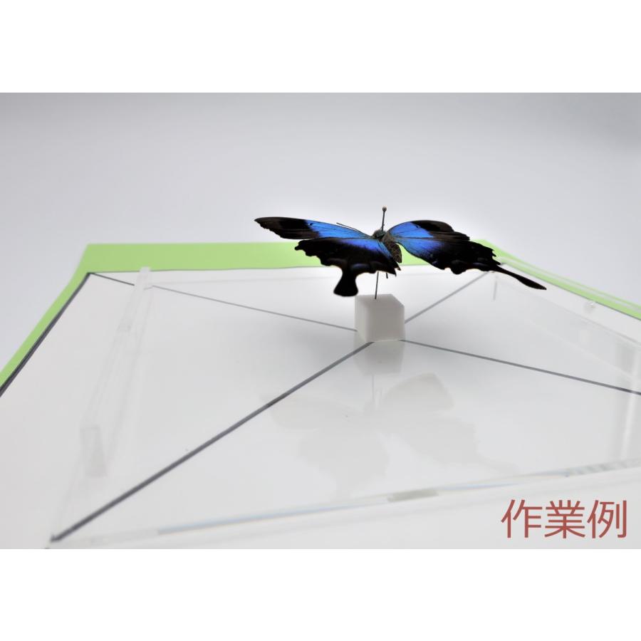 カラーアクリルフレーム 【S】 インテリア 標本箱 : ラブリー