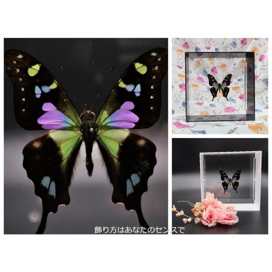 蝶の標本 ミイロタイマイ G.weiskei ブラックフレーム チョウ