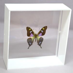 蝶の標本 ミイロタイマイ G.weiskei ホワイトフレーム チョウ