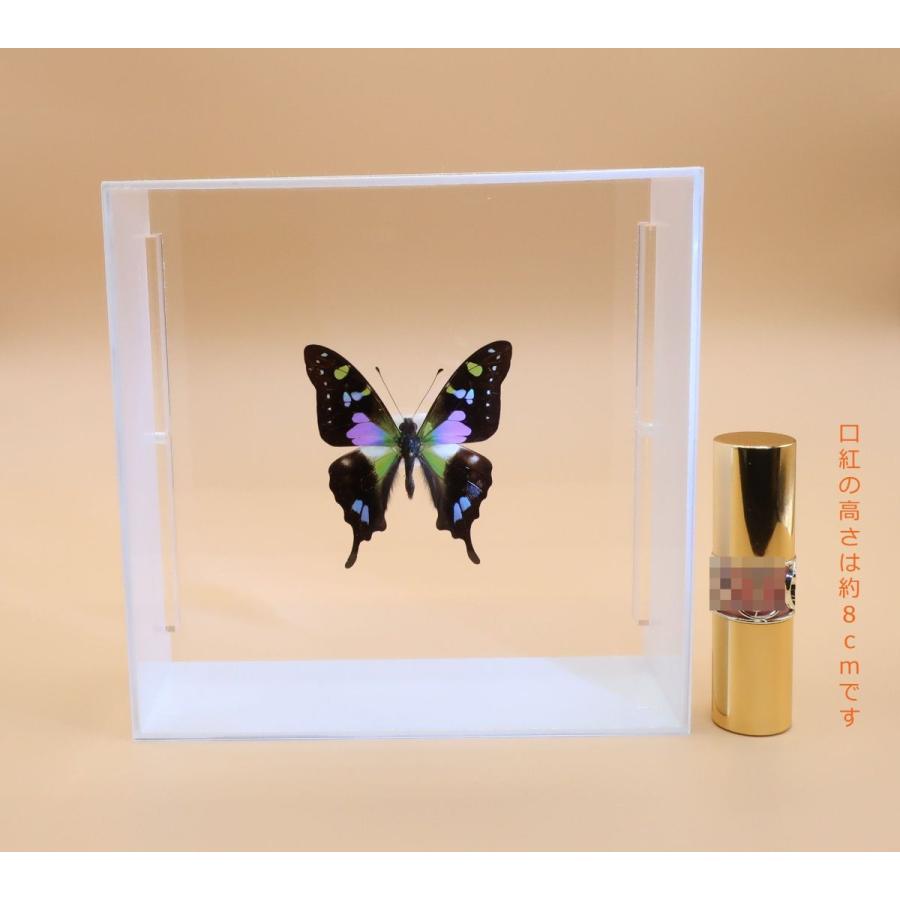 蝶の標本 ミイロタイマイ G.weiskei ホワイトフレーム チョウ