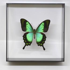 蝶の標本 ヘリボシアオネアゲハ P.lorquinianus ブラック