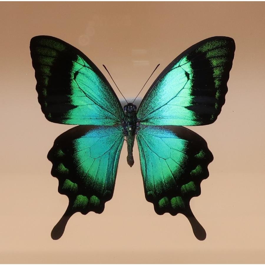 蝶の標本　ヘリボシアオネアゲハ　P.lorquinianus　 ブラックフレーム　　チョウ　バタフライ　パピヨン｜lovelyinsect｜05