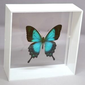 蝶の標本 トリバネチョウの世界(特珍A) 蝶の標本 トリバネアゲハの世界(珍)