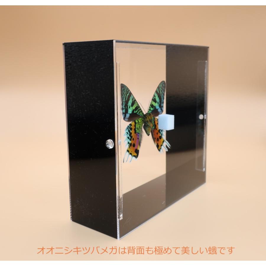 蝶の標本 オオニシキツバメガ ブラックフレーム チョウ バタフライ