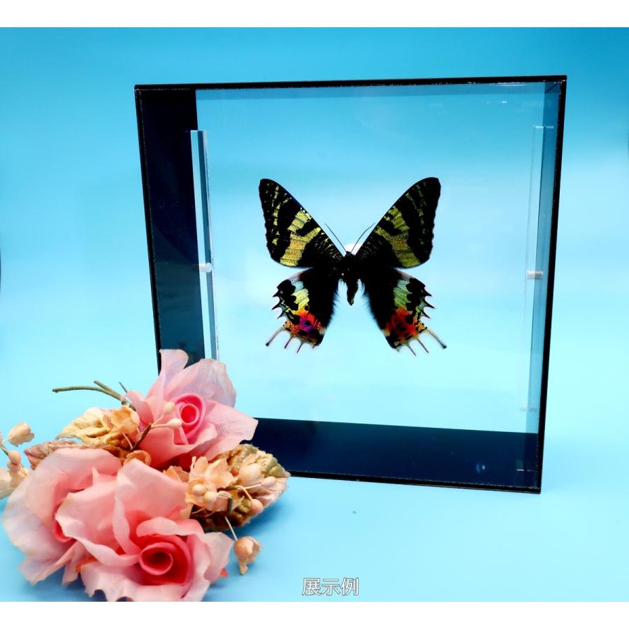 蝶の標本 オオニシキツバメガ ブラックフレーム チョウ バタフライ