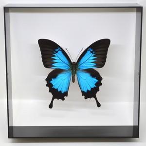 蝶の標本　オオルリアゲハ　P.ulysses　 ブラックフレーム　　チョウ　バタフライ　パピヨン｜lovelyinsect