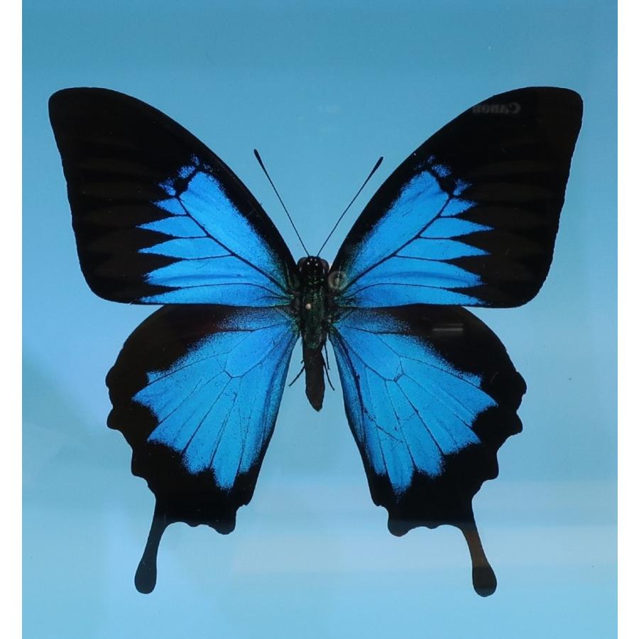 蝶の標本　オオルリアゲハ　P.ulysses　 ブラックフレーム　　チョウ　バタフライ　パピヨン｜lovelyinsect｜03