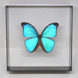 蝶の標本　メネラウスモルフォ　M.meneraus　 ブラックフレーム　　チョウ　バタフライ　パピヨン｜lovelyinsect