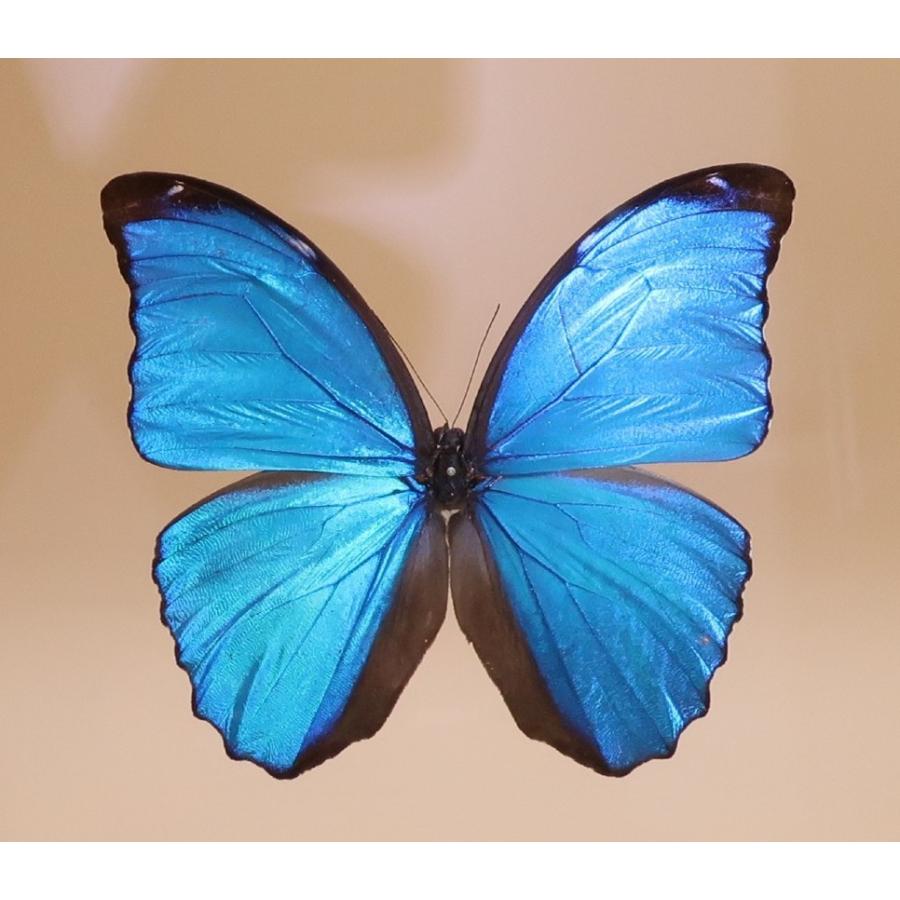 蝶の標本　メネラウスモルフォ　M.meneraus　 ブラックフレーム　　チョウ　バタフライ　パピヨン｜lovelyinsect｜05