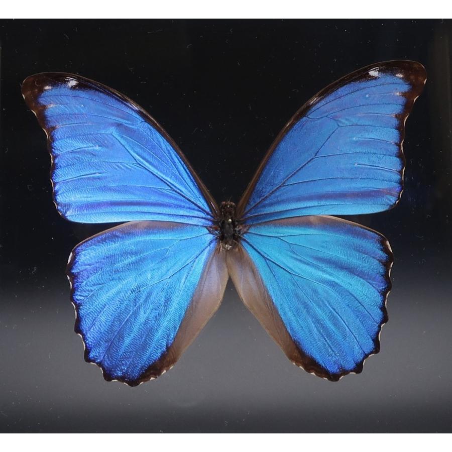 蝶の標本 ディディウスモルフォ M.didius ブラックフレーム チョウ