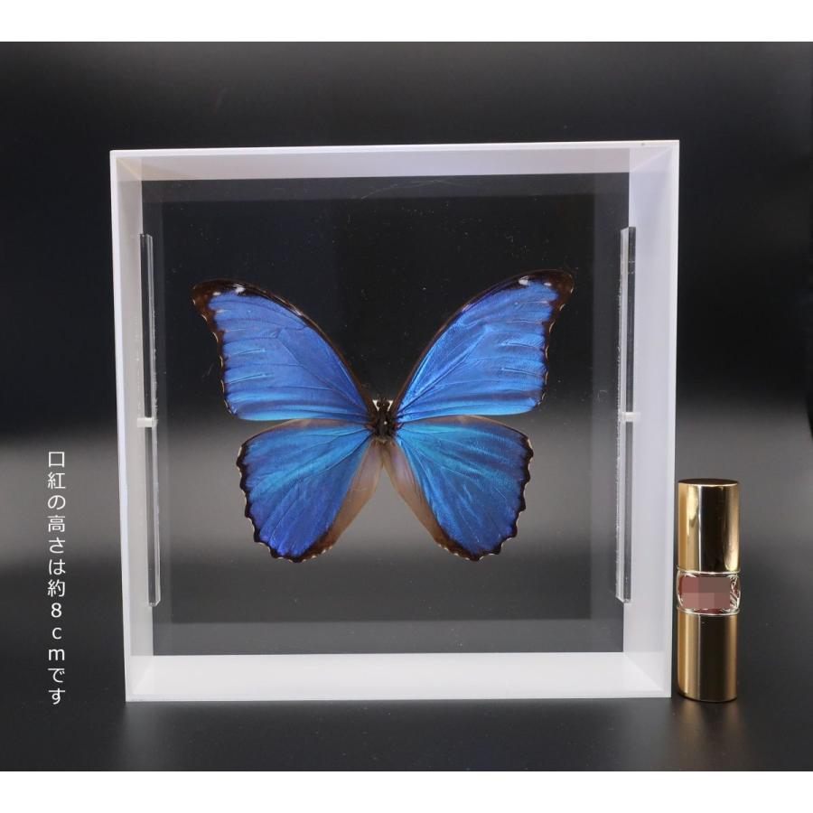 蝶の標本 ディディウスモルフォ M.didius ホワイトフレーム チョウ