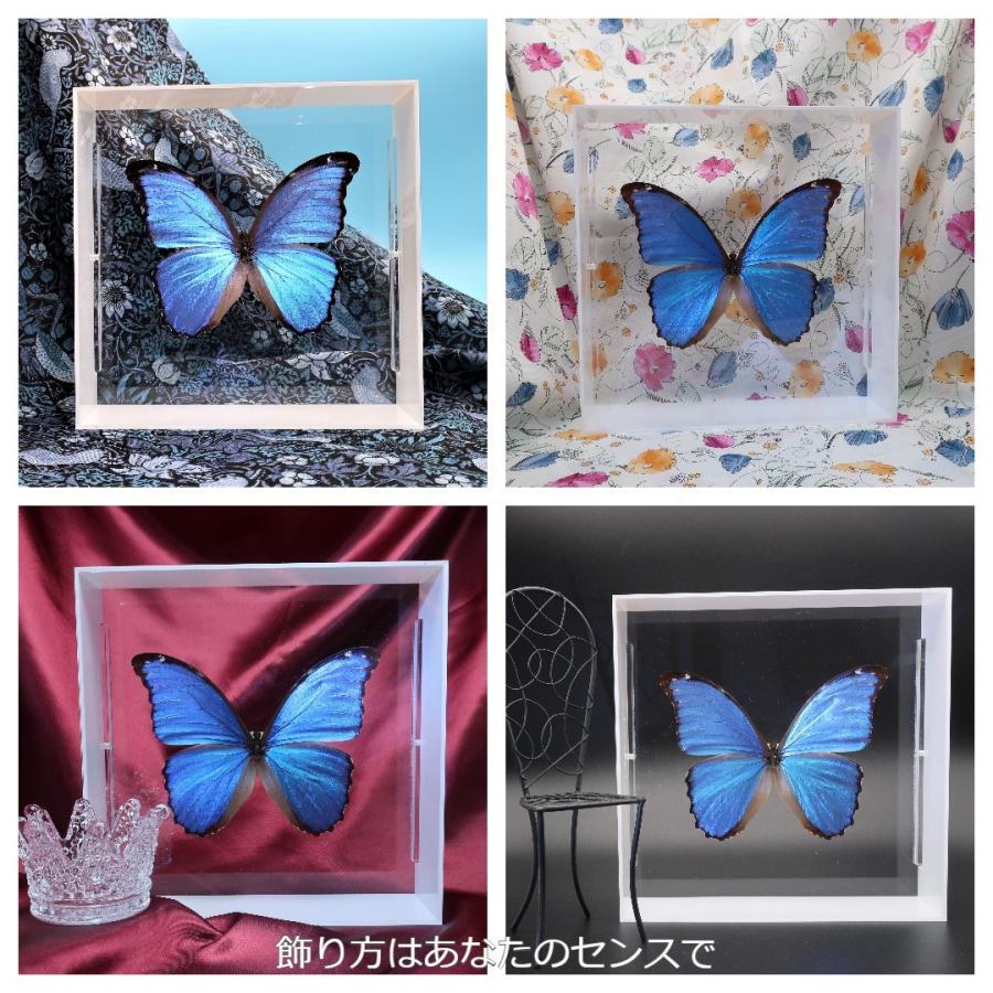 蝶の標本 ディディウスモルフォ M.didius ホワイトフレーム チョウ