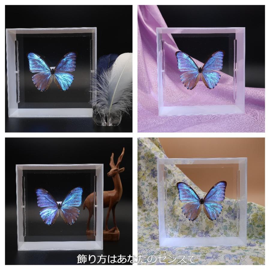蝶の標本 オーロラモルフォ M.auroa ホワイトフレーム チョウ