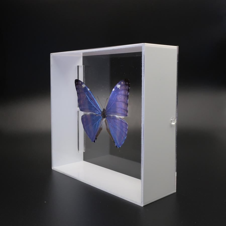 蝶の標本 アドニスモルフォ M.adonis ホワイトフレーム チョウ