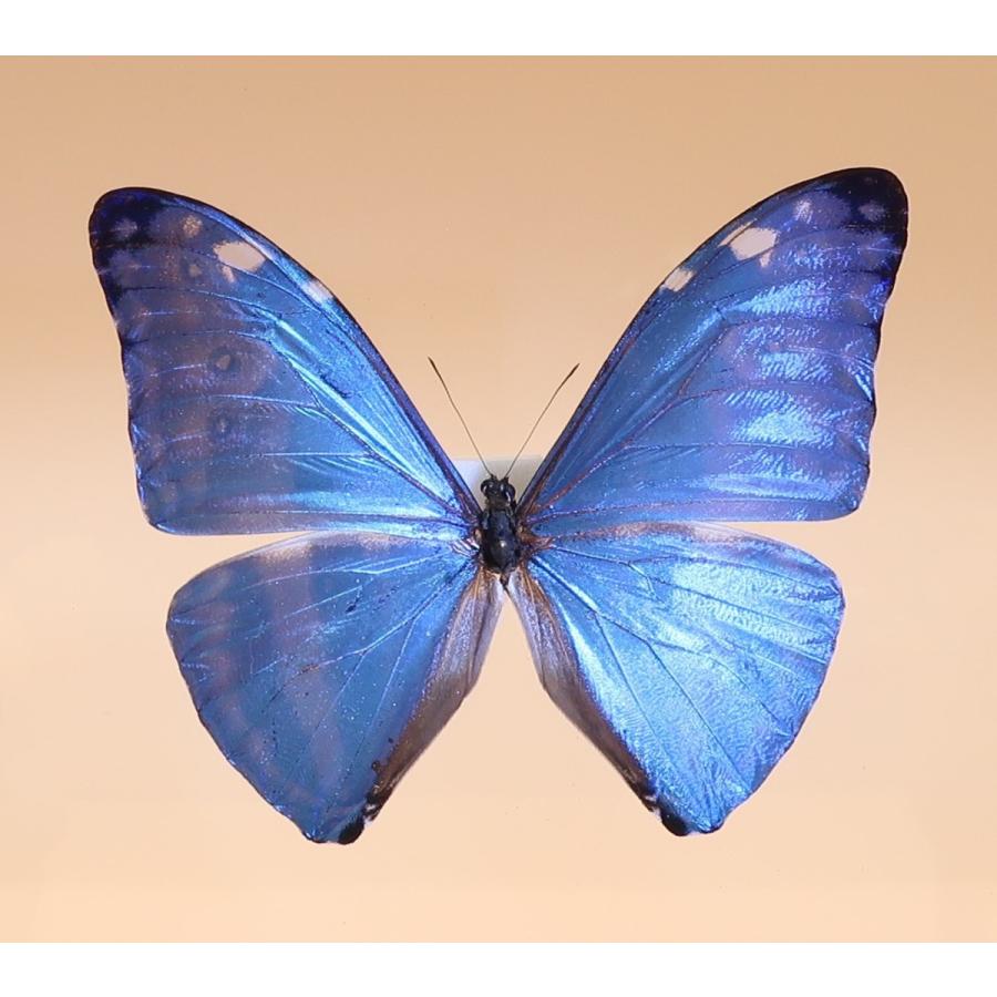 蝶の標本 アドニスモルフォ M.adonis ホワイトフレーム チョウ