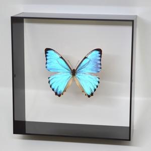 蝶の標本 ポルティスモルフォ ブラックフレーム チョウ バタフライ