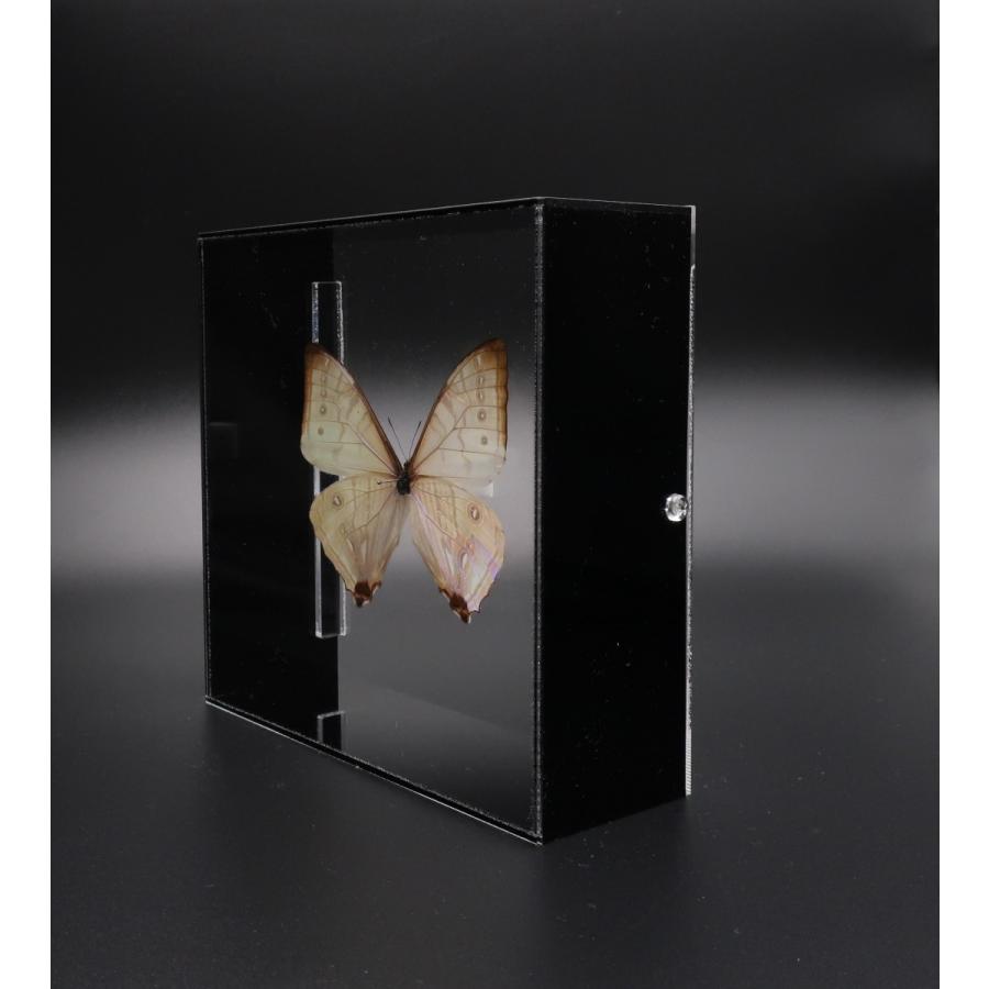 モルフォ蝶　スルコウスキー標本　化粧箱入り スルコウスキーモルフォ , 蝶の標本 販売・通販のNatureShop