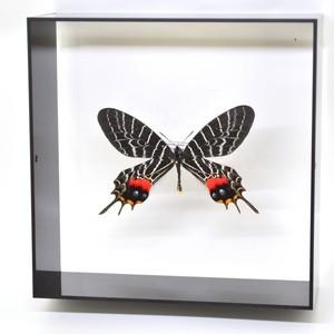 蝶の標本　シボリアゲハ B.lidderdalii　 ブラックフレーム　　チョウ　バタフライ　パピヨン｜lovelyinsect
