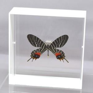 蝶の標本 シボリアゲハ B.lidderdalii ホワイトフレーム チョウ