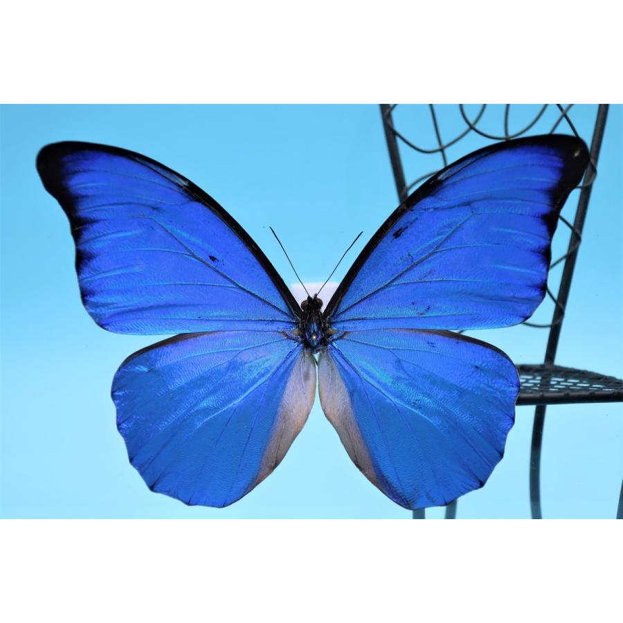 蝶の標本 アナクシビアモルフォ M.anaxibia ブラックフレーム チョウ