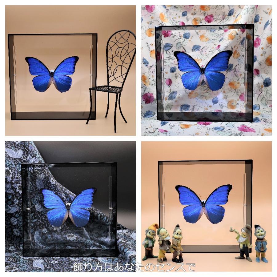 蝶の標本 アナクシビアモルフォ M.anaxibia ブラックフレーム チョウ