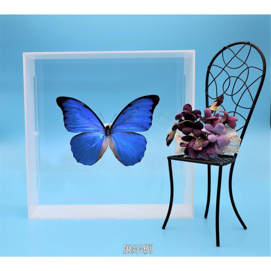 蝶の標本 アナクシビアモルフォ M.anaxibia ホワイトフレーム チョウ