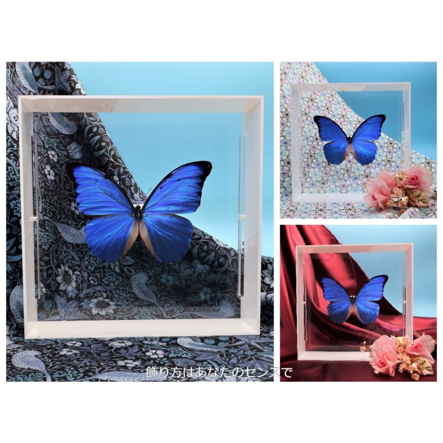 蝶の標本 アナクシビアモルフォ M.anaxibia ホワイトフレーム チョウ