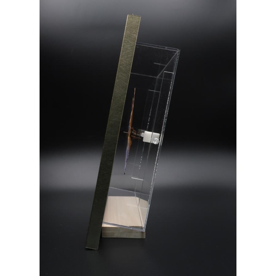 蝶の標本 ディディウスモルフォ M.didius ライトフレーム チョウ