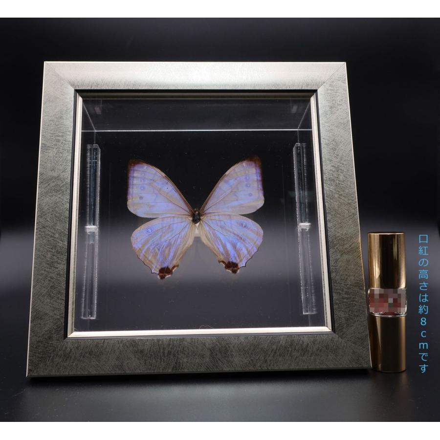 蝶の標本 スルコウスキーモルフォ M.sulkowskyi ライトフレーム チョウ