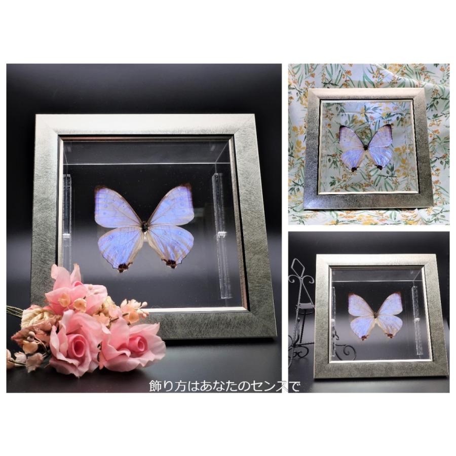 蝶の標本 スルコウスキーモルフォ M.sulkowskyi ライトフレーム チョウ