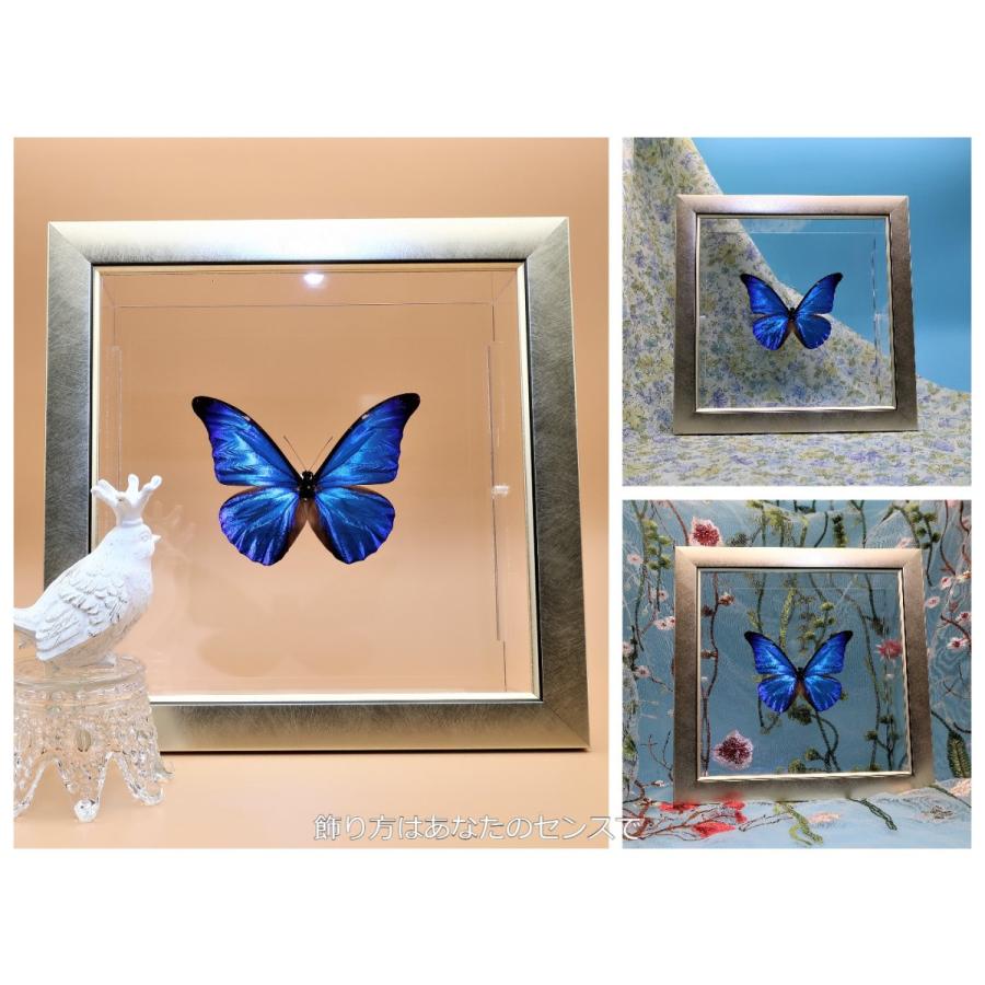 蝶の標本 レテノールモルフォ M.rhetenor ライトフレーム チョウ