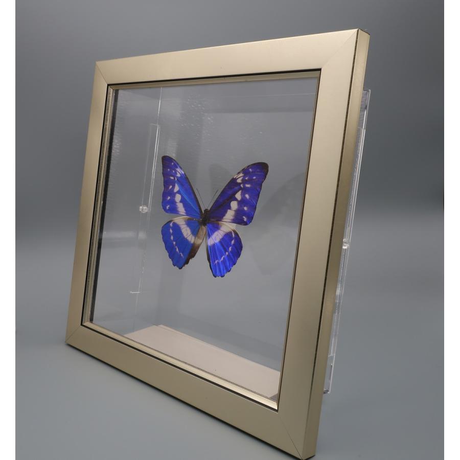 市場 昆虫標本 キプリスモルフォ 蝶の標本