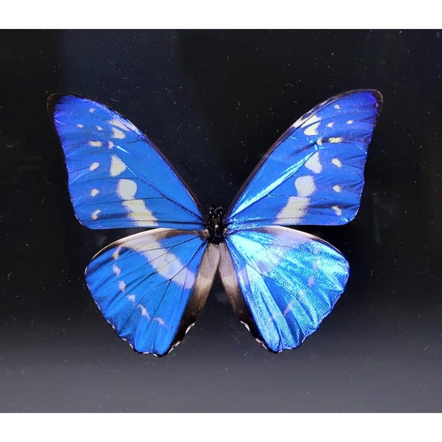 キプリスモルフォオス！ キプリスモルフォ！